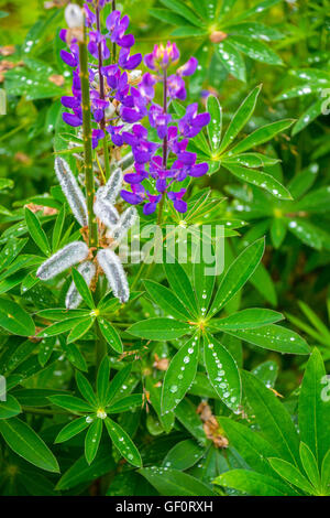 Regentropfen auf Blättern von Lupine Lupinen Blume Stockfoto