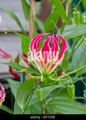 Eine keimhaft Gloriosa Superba 'Rothschildiana' Blume, auch bekannt als die "Herrlichkeit Lilie" Stockfoto