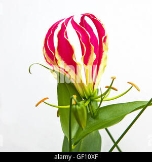 Isolierte Gloriosa Superba 'Rothschildiana' Blume, auch bekannt als die "Herrlichkeit Lilie" Stockfoto