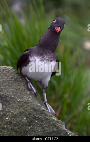 Sittich-Auklet (Cyclorrhynchus geflohen)-Kommandeurs-Inseln. Stockfoto