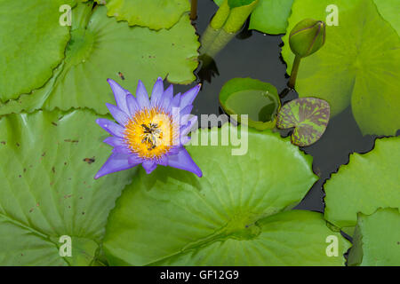 Bunte Seerose in Bangkok, Thailand Stockfoto