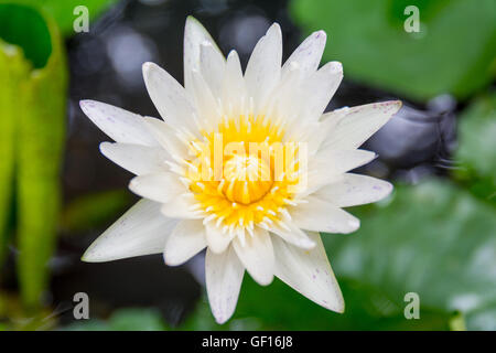 Bunte Seerose in Bangkok, Thailand Stockfoto