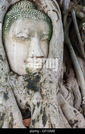 Leiter der Sandstein Buddha in die Baumwurzeln. Wat Phra Mahathat, Ayutthaya, Thailand Stockfoto