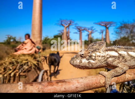 Kleines Chamäleon auf einem Ast in Avenida de Baobab. Bild aufgenommen im Juli 2010 im westlichen Madagaskar Stockfoto