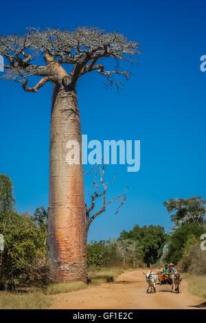 Zebu-Wagen auf den Sandweg, der durchläuft die Avenida des Baobab in der Nähe von Morondava in Madagaskar. Bild aufgenommen im Juli 2010 in Wes Stockfoto