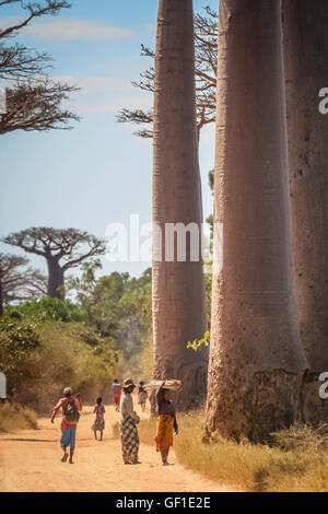 Menschen vor Ort zu Fuß auf einen Sandweg in der berühmten Avenida de Baobab in der Nähe von Morondava in Madagaskar. Bild aufgenommen im Juli 2010 in Stockfoto