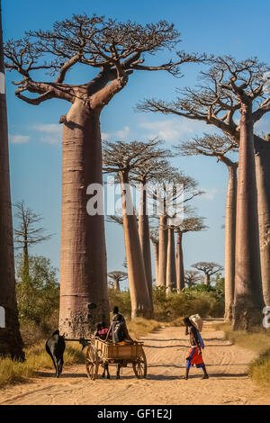 Jungen, Reiten auf einem Zebu-Wagen auf dem sandigen Weg durchläuft die Avenida den Baobab in der Nähe von Morondava in Madagaskar. Bild ta Stockfoto