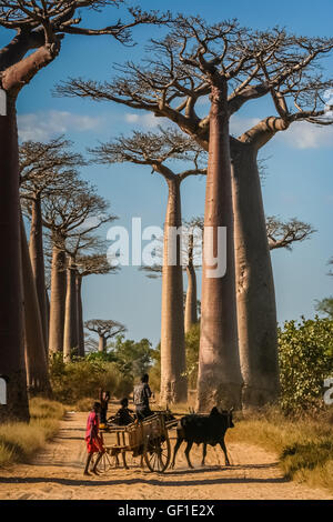 Jungen, Reiten auf einem Zebu-Wagen auf dem sandigen Weg durchläuft die Avenida den Baobab in der Nähe von Morondava in Madagaskar. Bild ta Stockfoto