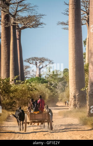 Jungen, Reiten auf einem Zebu-Wagen auf dem sandigen Weg durchläuft die Avenida den Baobab in der Nähe von Morondava in Madagaskar. Bild ta Stockfoto