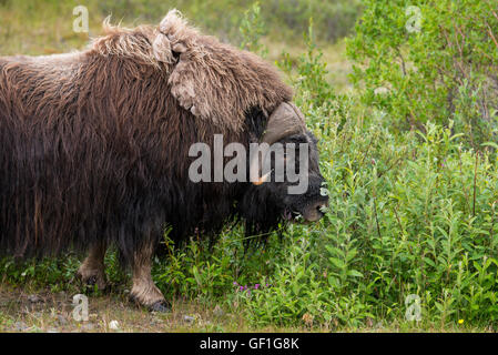 Nome, Alaska Bob Blodgett Nome-Teller Autobahn aka Teller Road. Moschusochsen, aka Moschusochsen, Männlich, (Wild: Ovibos Moschatus) Stockfoto