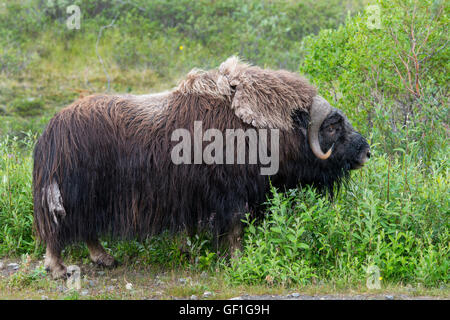 Nome, Alaska Bob Blodgett Nome-Teller Autobahn aka Teller Road. Moschusochsen, aka Moschusochsen, Männlich, (Wild: Ovibos Moschatus) Stockfoto