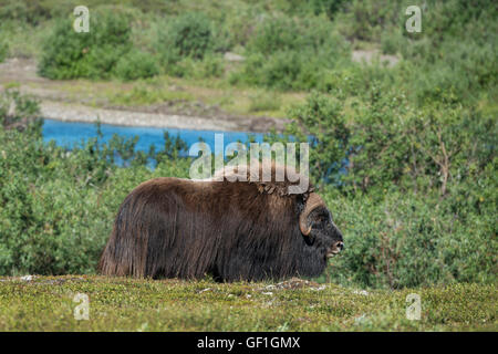 Nome in Alaska, Seward-Halbinsel. Nome-Taylor Highway aka Kougarok Road oder Taylor Road. Einsamer Bull Moschusochsen (Wild: Ovibos Moschatus) Stockfoto