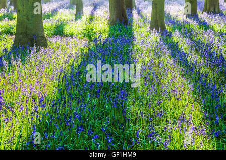 Bluebell Woods in der frühen Morgensonne. Stockfoto