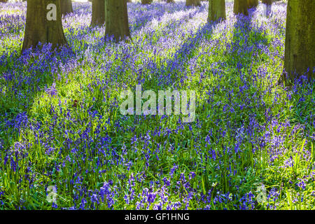 Bluebell Woods in der frühen Morgensonne. Stockfoto