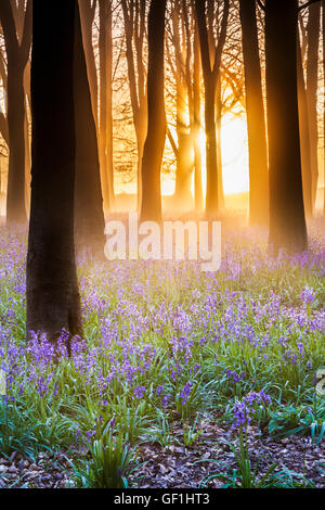 Bluebell Woods bei Sonnenaufgang. Stockfoto