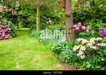 Grasbewachsenen Garten Weg gesäumt von Rhododendron-Büschen und Vergissmeinnicht. Stockfoto