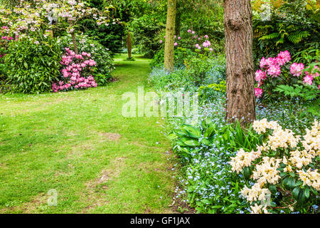 Grasbewachsenen Garten Weg gesäumt von Rhododendron-Büschen und Vergissmeinnicht. Stockfoto