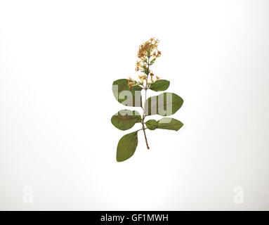 Gepresste Blüten und Blätter in sanften Tönen, haltbar für botanische Studien oder künstlerische Darstellungen. Stockfoto