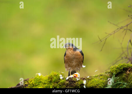 Sparrowhawk zupfen ein Stieglitz Stockfoto