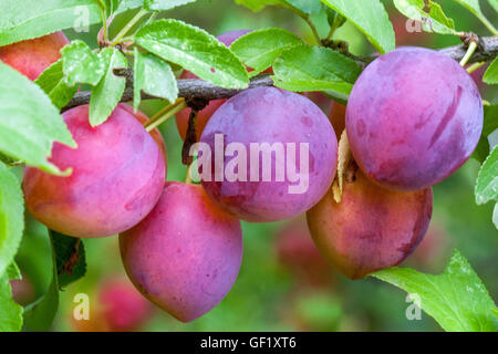 Prunus domestica syriaca Stockfoto