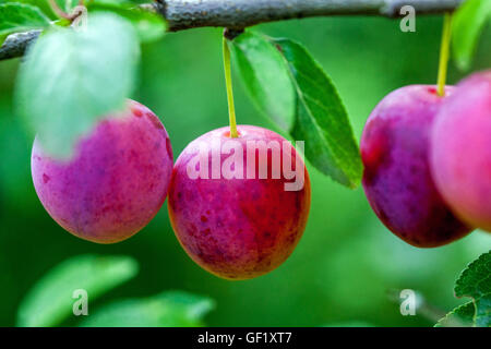 Kirschpflaume Prunus domestica syriaca Prunus Früchte Nahaufnahme Mirabelle Pflaume Stockfoto