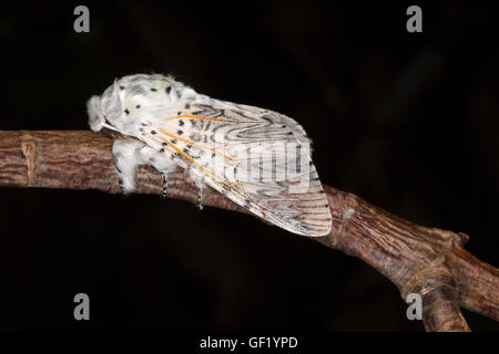 Puss Moth, Cerura Vinula, alleinstehende Erwachsene in Ruhe am Zweig. Juni, Essex, England aufgenommen. Stockfoto