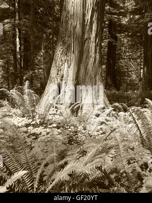 Baum-Stamm-Detail im Wald. Vancouver. Kanada. Sepia-Farbton Stockfoto