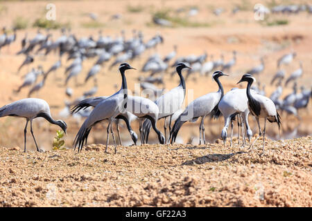 Thar-Wüste, Demoiselle Kraniche überwintern, Khichan, Indien Stockfoto