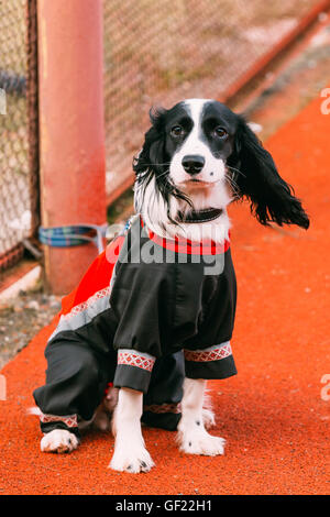 Junge russische Spaniel Hund sitzen am Boden im Freien und wartet auf Besitzer. Stockfoto