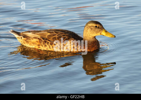Eine weibliche Stockente und ihr Spiegelbild. Stockfoto
