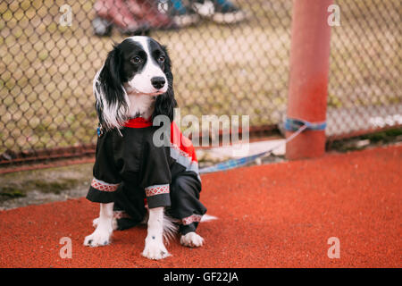 Junge Spaniel Hund sitzen am Boden im Freien und wartet auf Besitzer. Stockfoto