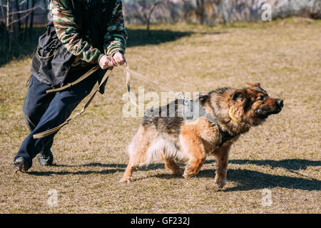 Wütend Schäferhund Hundetraining. Hund beißt. Elsässischen Wolf-Hund. Deutscher, Hund Stockfoto