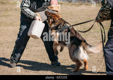 Wütend Schäferhund Hundetraining. Hund beißt. Elsässischen Wolf-Hund. Deutscher, Hund Stockfoto