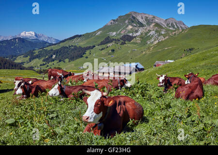 Abondance Kühe in der Wiese am Col des Annes. Le Grand Bornand. Haute-Savoie, Frankreich. Stockfoto