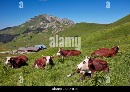 Abondance Kühe in der Wiese am Col des Annes. Le Grand Bornand. Haute-Savoie, Frankreich. Stockfoto