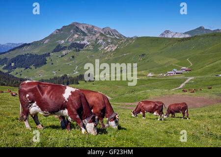 Abondance Kühe in der Wiese am Col des Annes. Le Grand Bornand. Haute-Savoie, Frankreich. Stockfoto