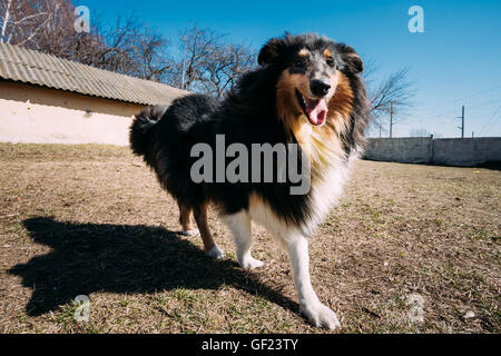 Lustige junge Shetland Sheepdog, Sheltie, Collie Hund spielen im Freien. Große Engel Foto Stockfoto