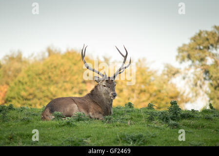 Rothirsche oder Cervus Elaphus ruhen während der Rotwildsaison im Killarney National Park, County Kerry, Irland Stockfoto