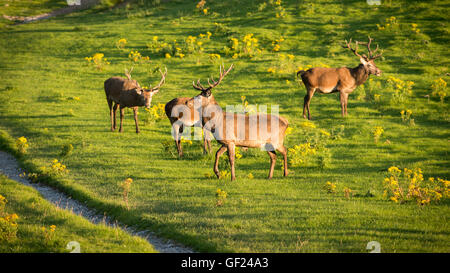 Irish Red Deer Herd Killarney National Park County Kerry Irland Stockfoto