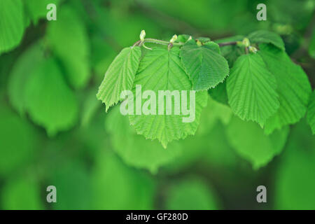 Haselnuss Baum Zweig Stockfoto