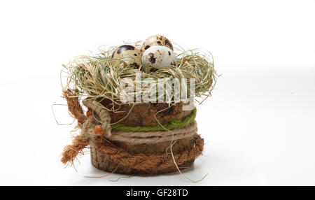 Wachteleier im Nest mit Weidenzweig Stockfoto