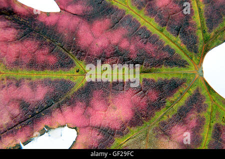 Blatt in Herbstfarben isoliert auf einem weißen Hintergrund. Stockfoto