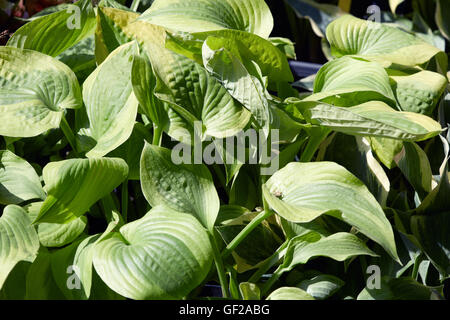 Hosta oder Wegerich Lilien Blätter Hintergrund Stockfoto