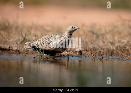 Schwarzbäuchigen Sandgrouse Pterocles Orientalis, alleinstehende Frau durch Wasser, Spanien, Juli 2016 Stockfoto