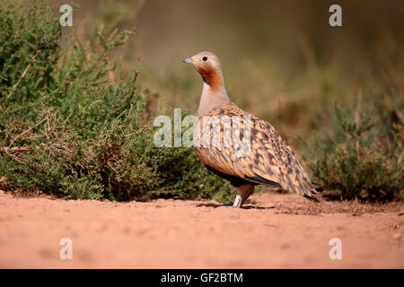 Schwarzbäuchigen Sandgrouse Pterocles Orientalis, einzelnes Männchen auf Boden, Spanien, Juli 2016 Stockfoto