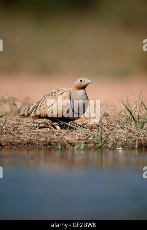 Schwarzbäuchigen Sandgrouse Pterocles Orientalis, einzelnes Männchen durch Wasser, Spanien, Juli 2016 Stockfoto