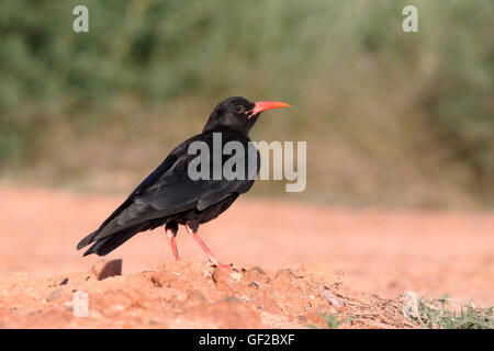 Rot-billed Alpenkrähe, Pyrrhocorax Pyrrhocorax, einziger Vogel am Boden, Spanien, Juli 2016 Stockfoto