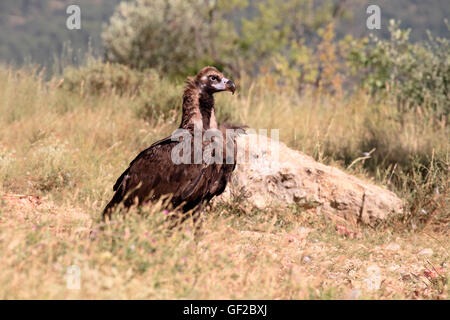 Cinereous Vulture oder schwarze Geier Aegypius Monachus, einziger Vogel am Boden, Spanien, Juli 2016 Stockfoto