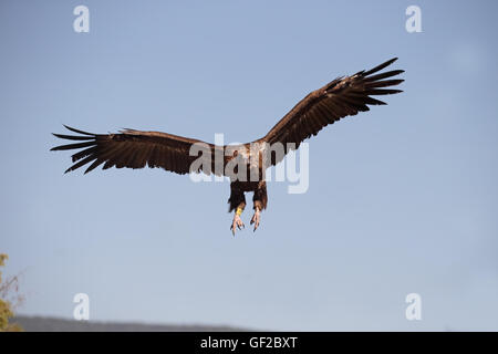 Cinereous Vulture oder schwarze Geier Aegypius Monachus, einziger Vogel im Flug, Spanien, Juli 2016 Stockfoto