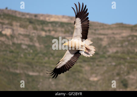 Schmutzgeier, Neophron Percnopterus, einziger Vogel im Flug, Spanien, Juli 2016 Stockfoto